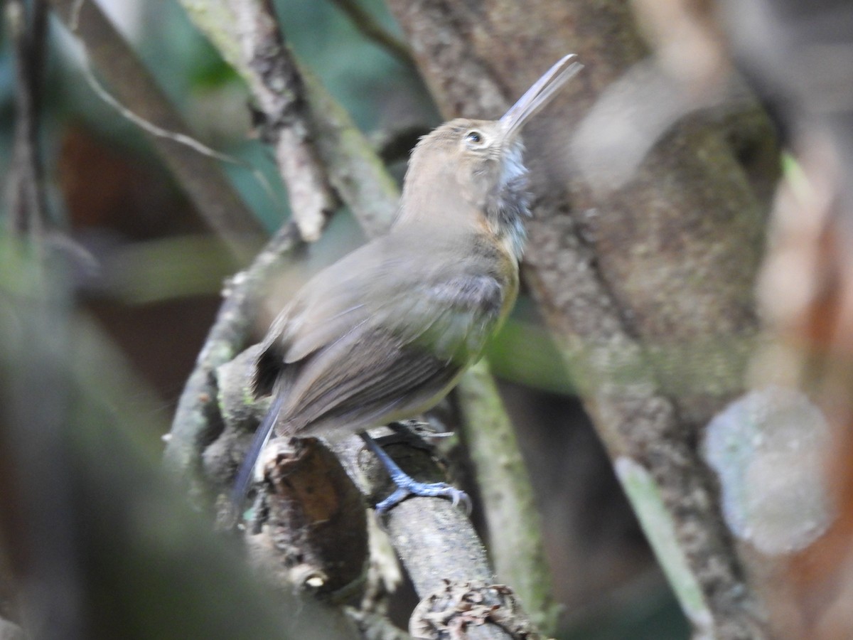 Комароловка довгодзьоба - ML647151789