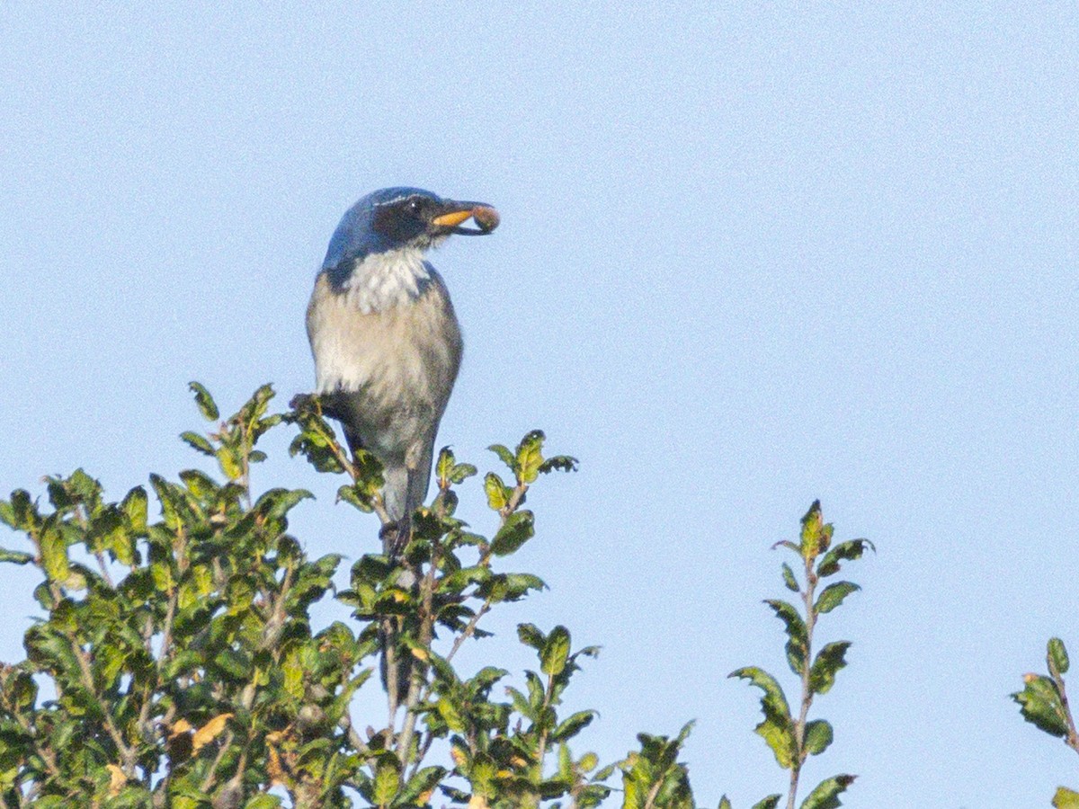 Сойка каліфорнійська - ML647151792