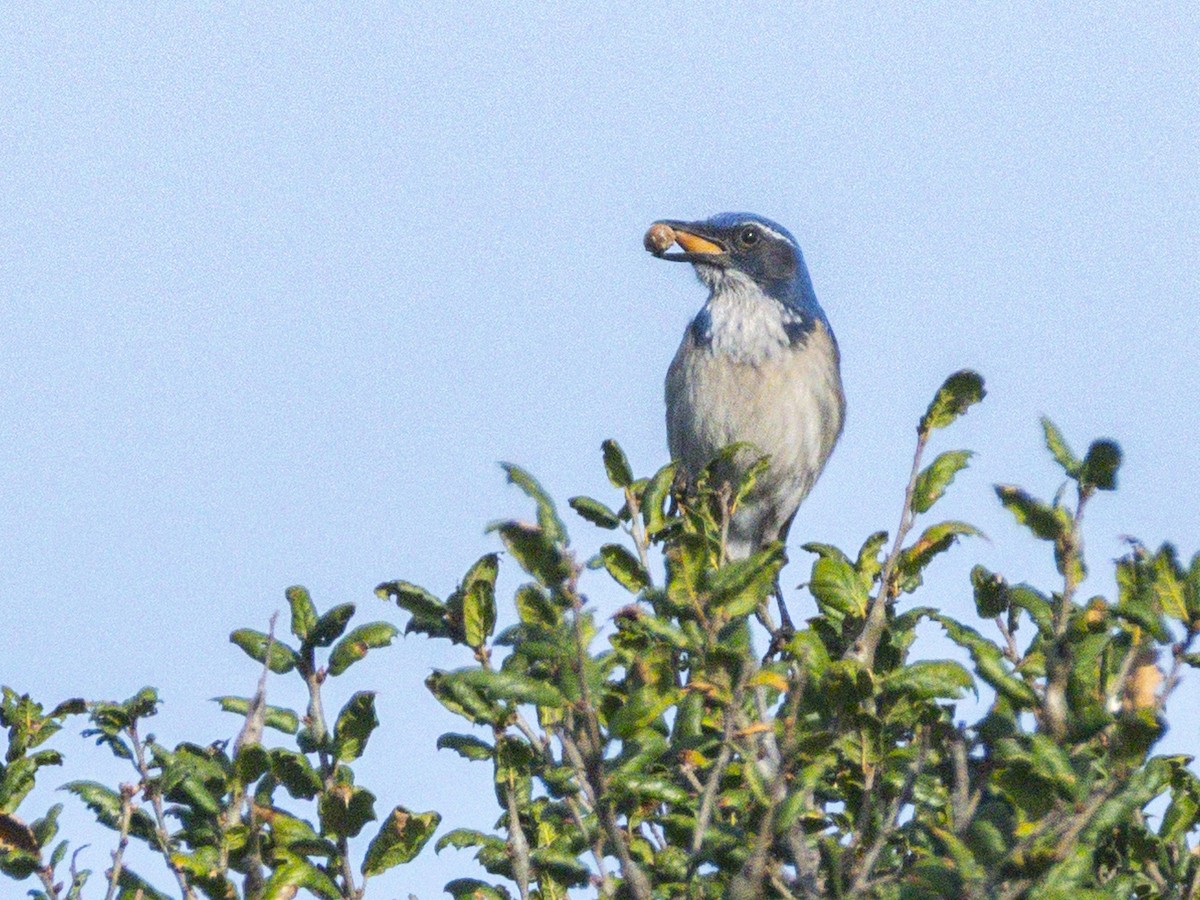 Сойка каліфорнійська - ML647151793