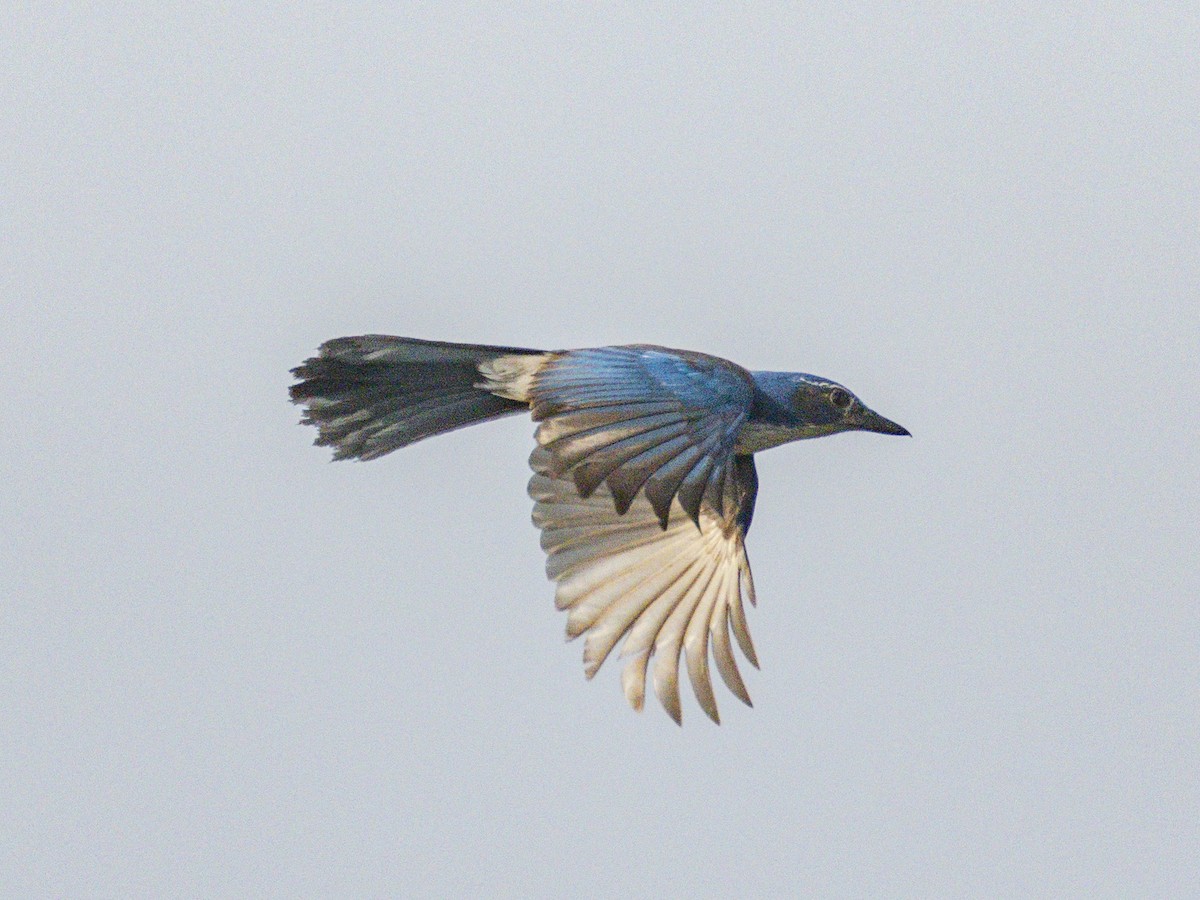 Сойка каліфорнійська - ML647151794