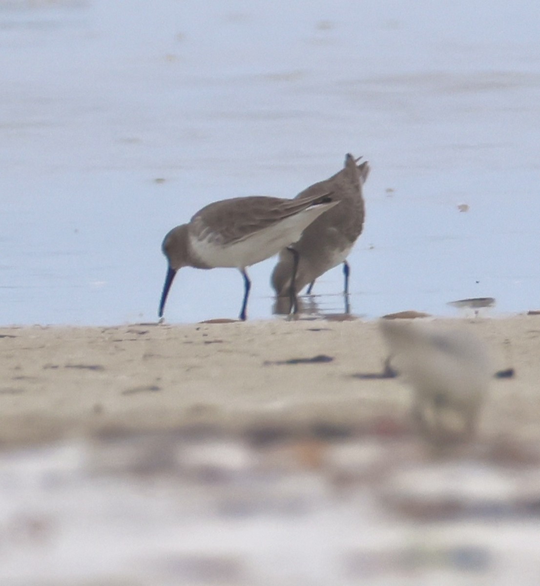 Побережник чорногрудий - ML647151795