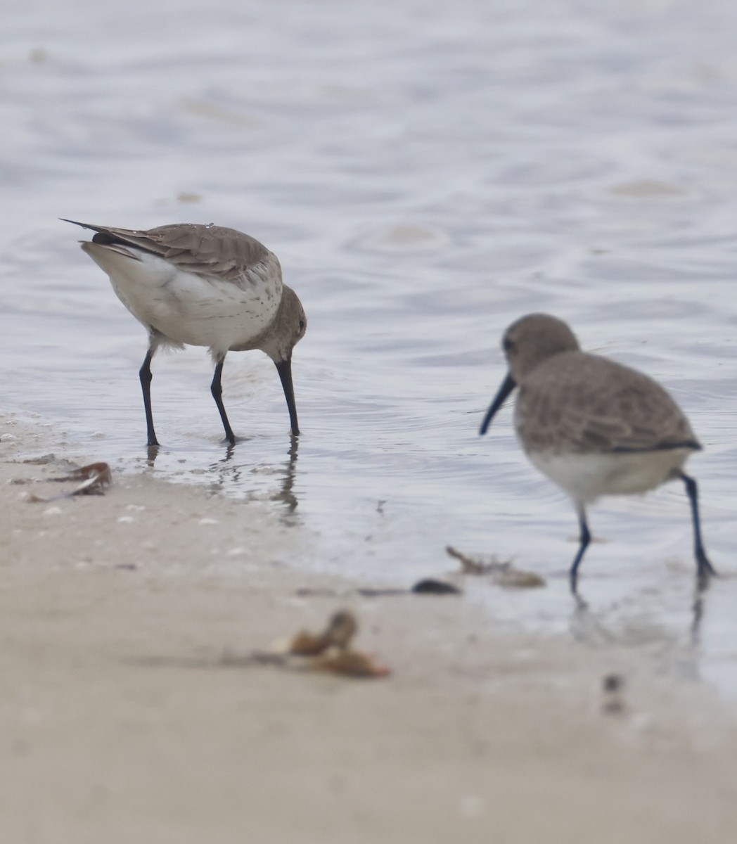 Побережник чорногрудий - ML647151796