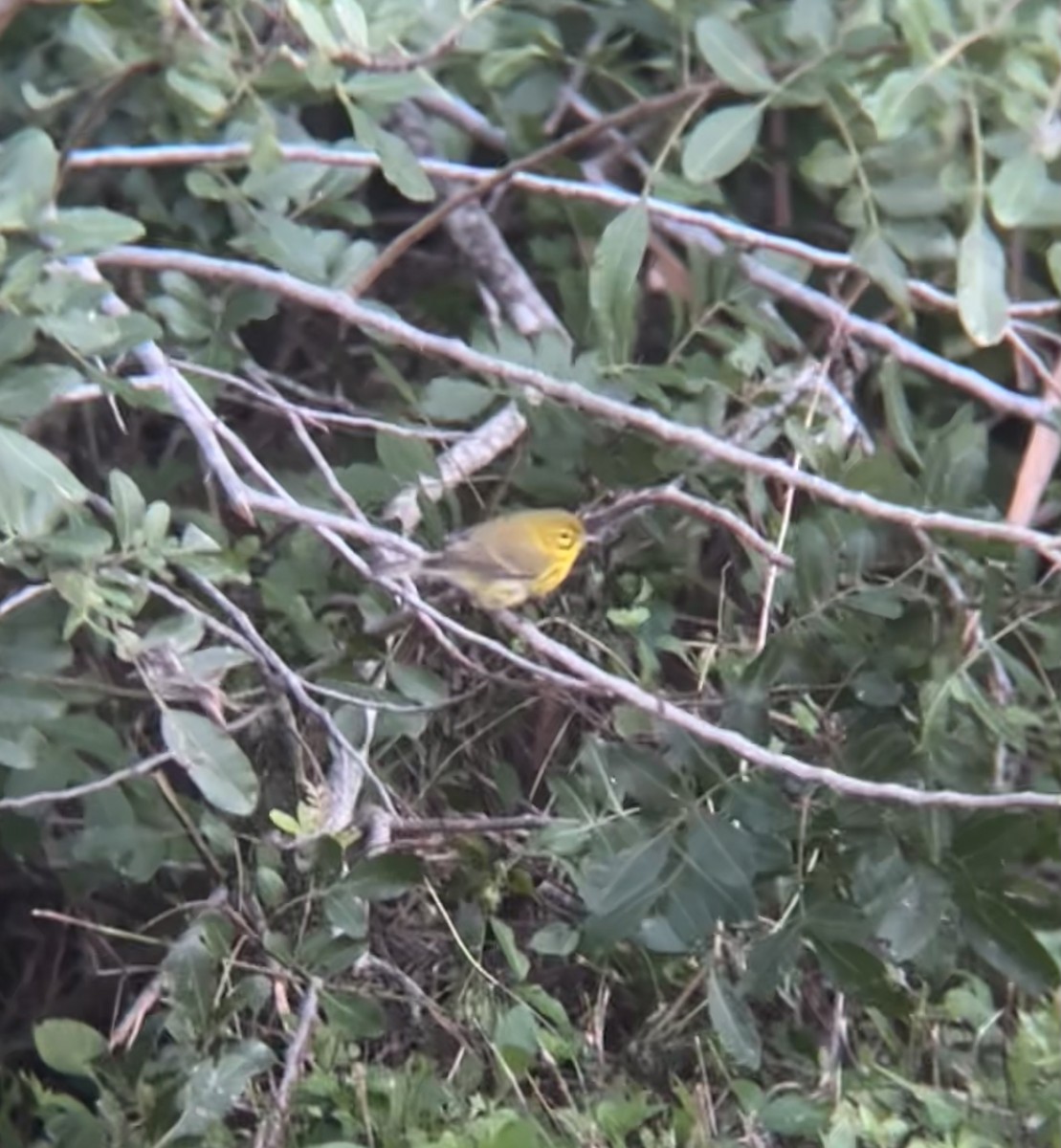 チャスジアメリカムシクイ - ML647151799