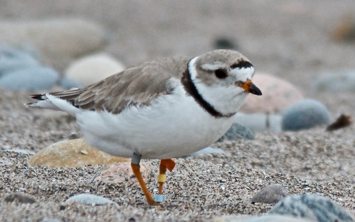 Piping Plover - ML647151805