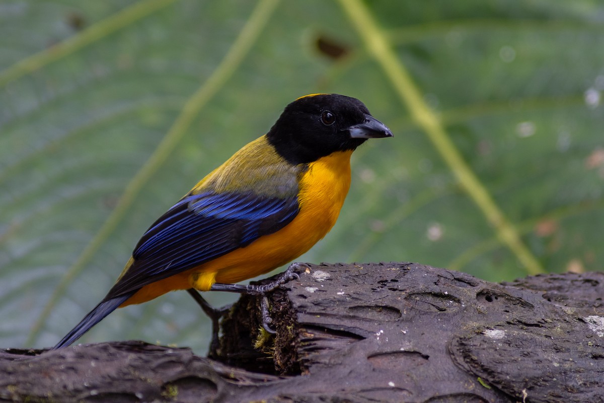 Black-chinned Mountain Tanager - ML647151813