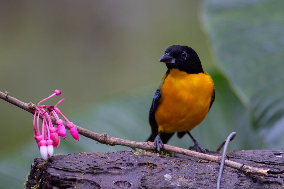 Black-chinned Mountain Tanager - ML647151814