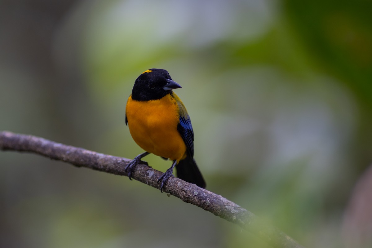 Black-chinned Mountain Tanager - ML647151815