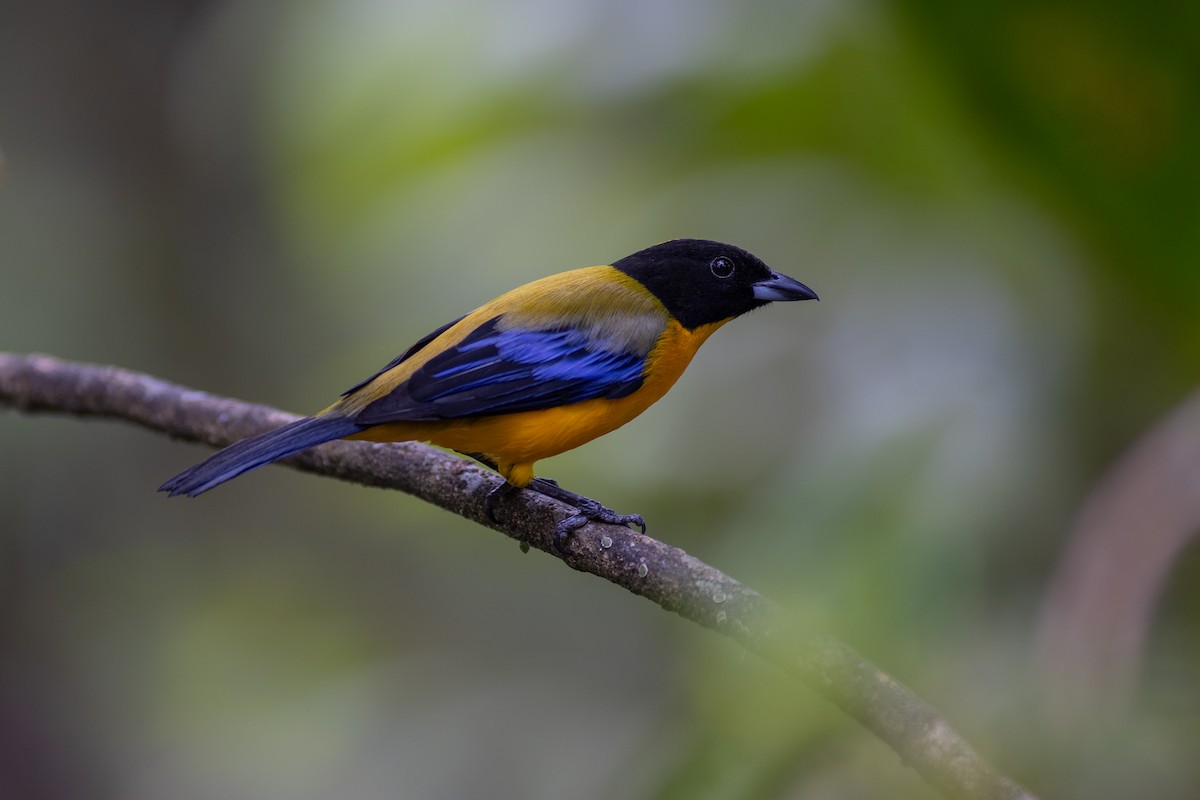 Black-chinned Mountain Tanager - ML647151816