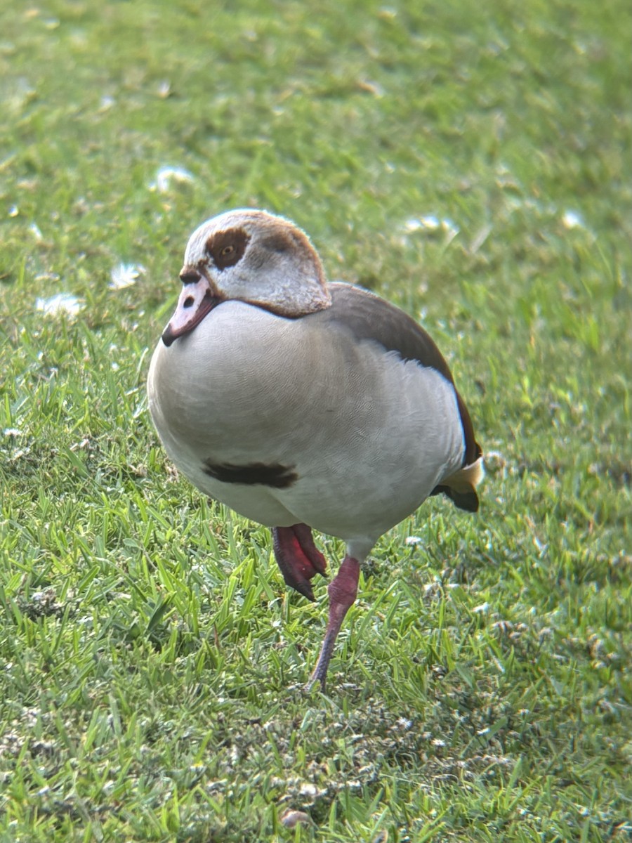 エジプトガン - ML647151831