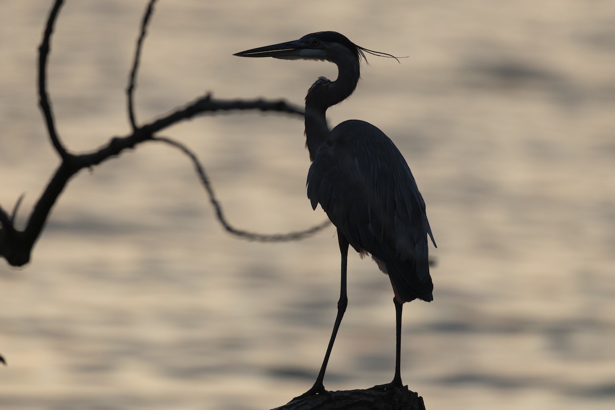 Great Blue Heron (Great Blue) - ML647151833