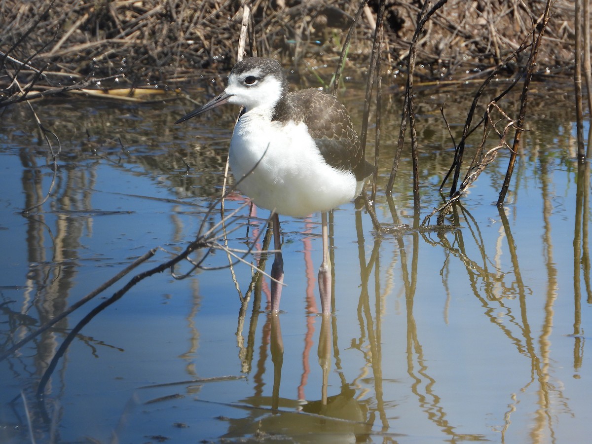 Black-necked Stilt - ML647151843