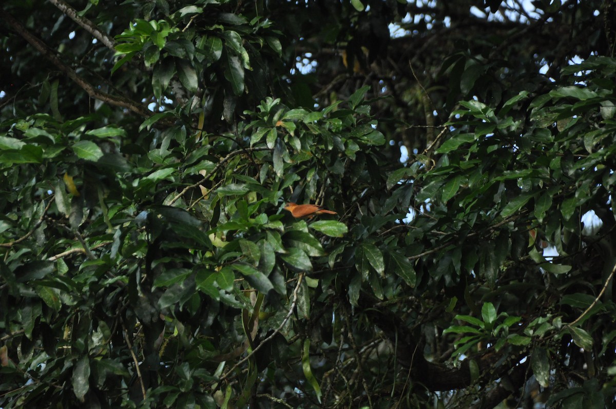 Cinnamon Becard - ML647151852