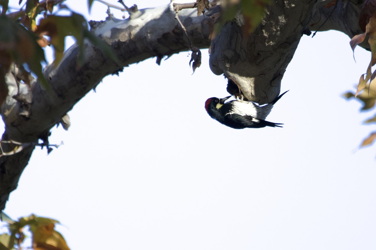 Acorn Woodpecker - ML647151866