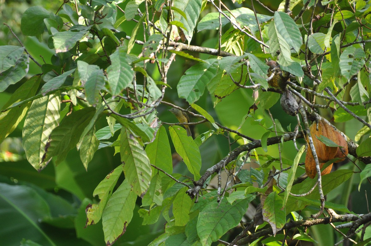 Ochre-bellied Flycatcher - ML647151869