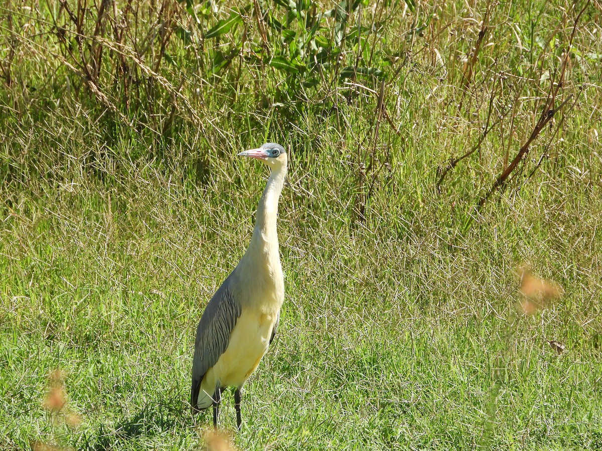 Whistling Heron - ML647151877
