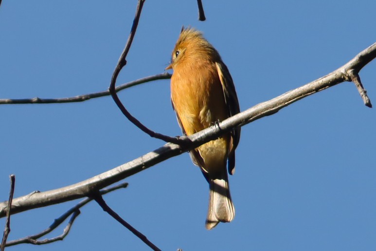 Tufted Flycatcher - ML647151888