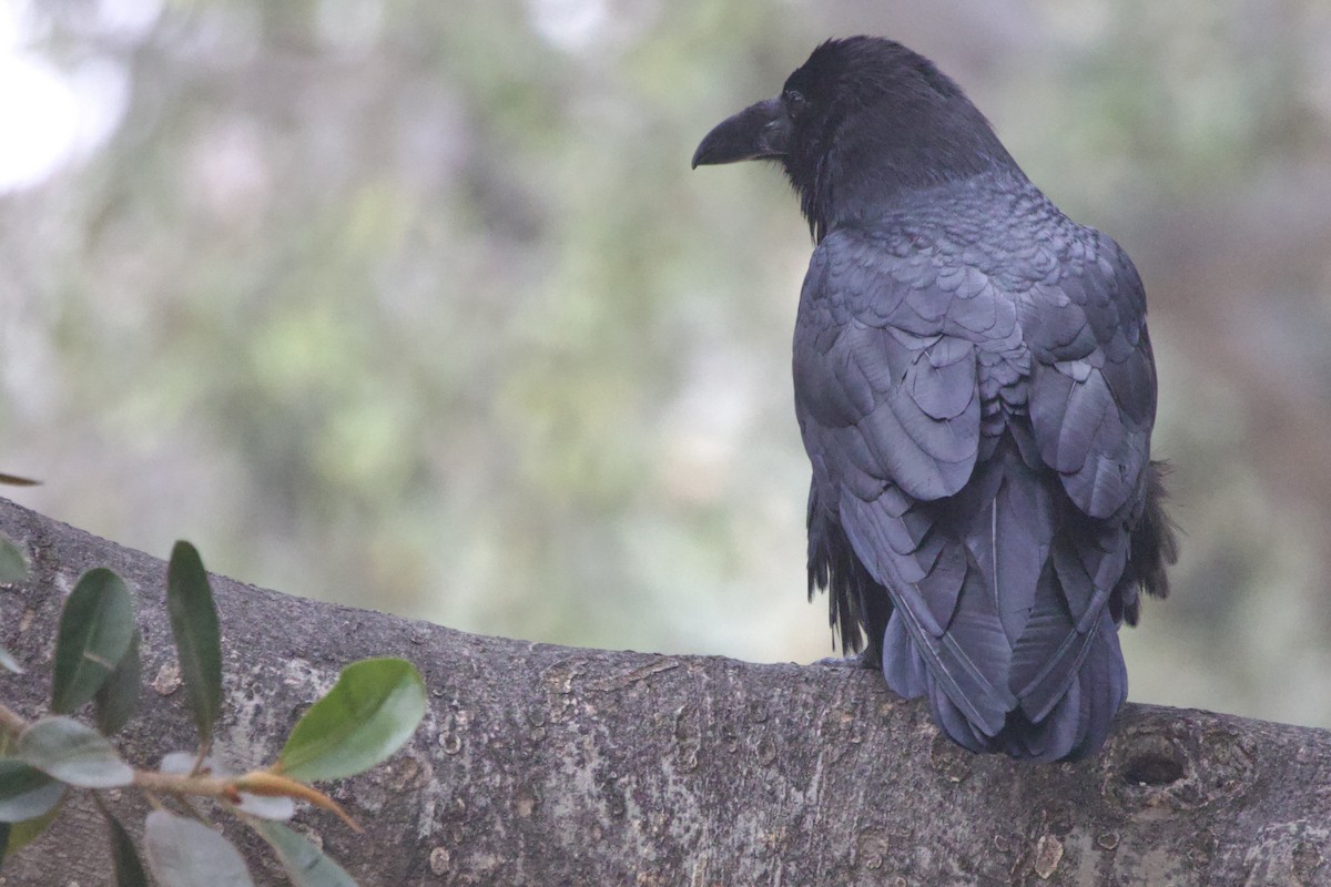 Хон хэрээ - ML647151897