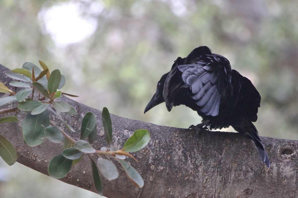 Хон хэрээ - ML647151898