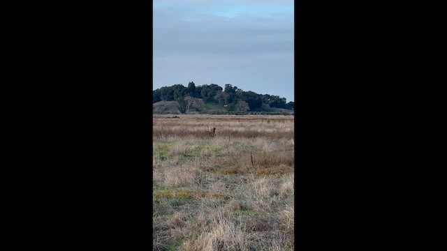 ינשוף שדות (צפוני) - ML647151903