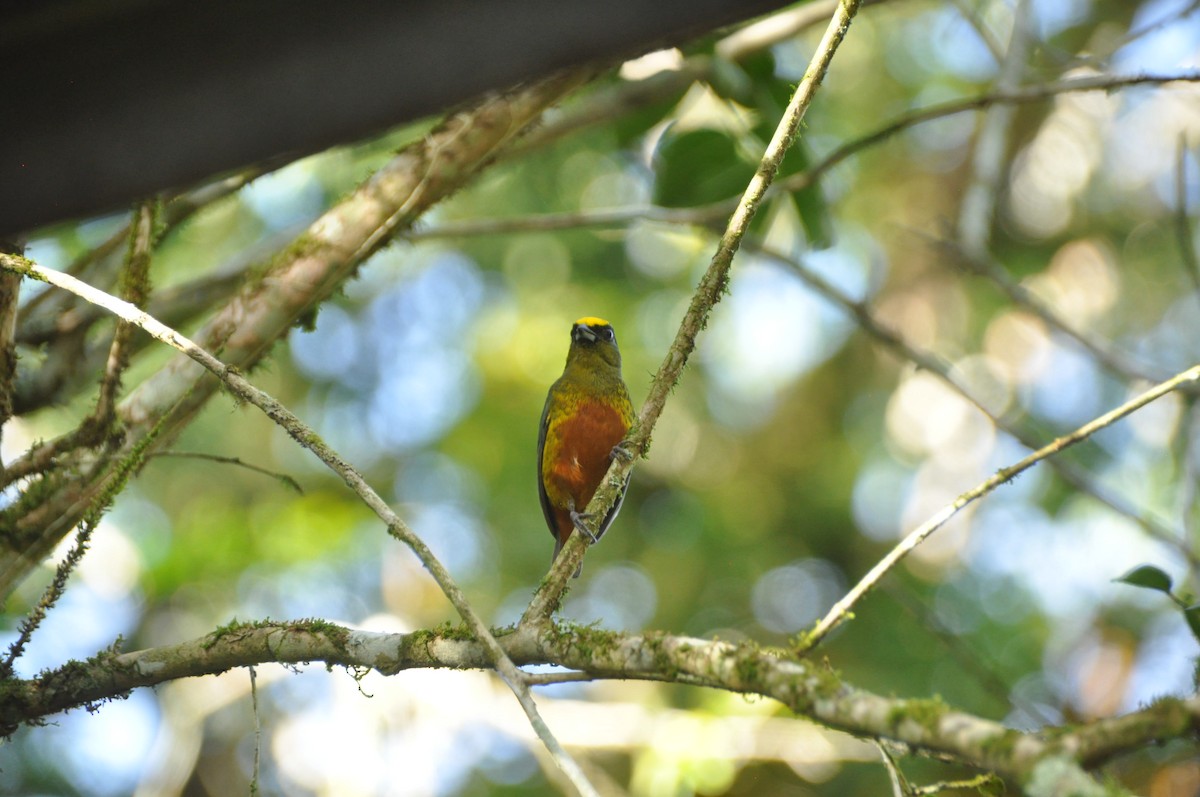 Olive-backed Euphonia - ML647151904