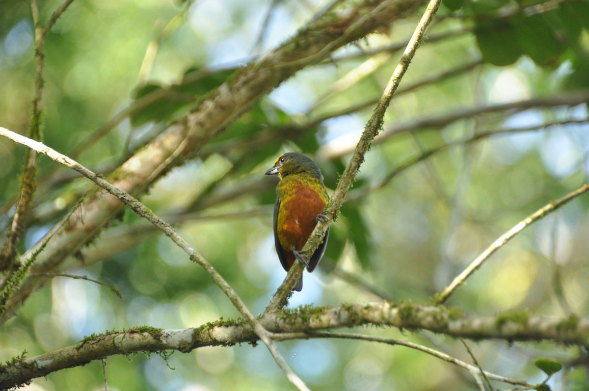 Olive-backed Euphonia - ML647151905