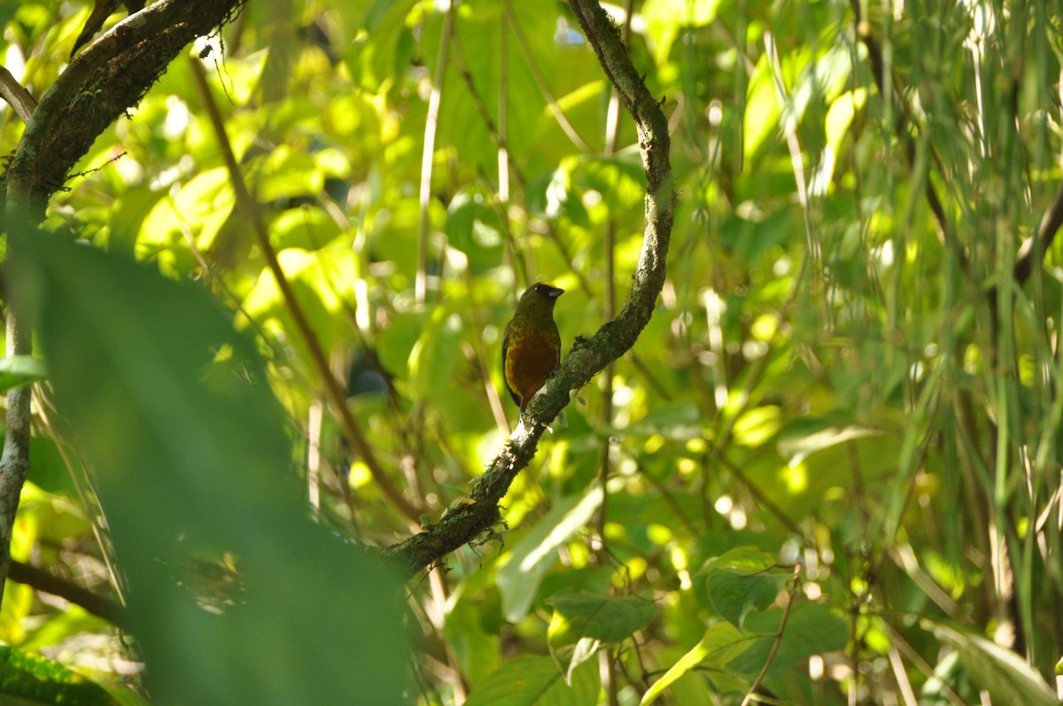 Olive-backed Euphonia - ML647151906