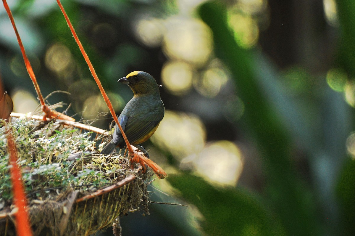 Olive-backed Euphonia - ML647151907