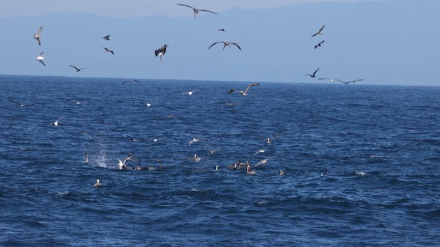 שקנאי חום - ML647151912