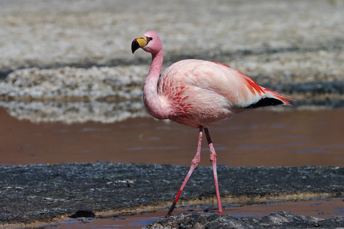 James's Flamingo - ML647151919