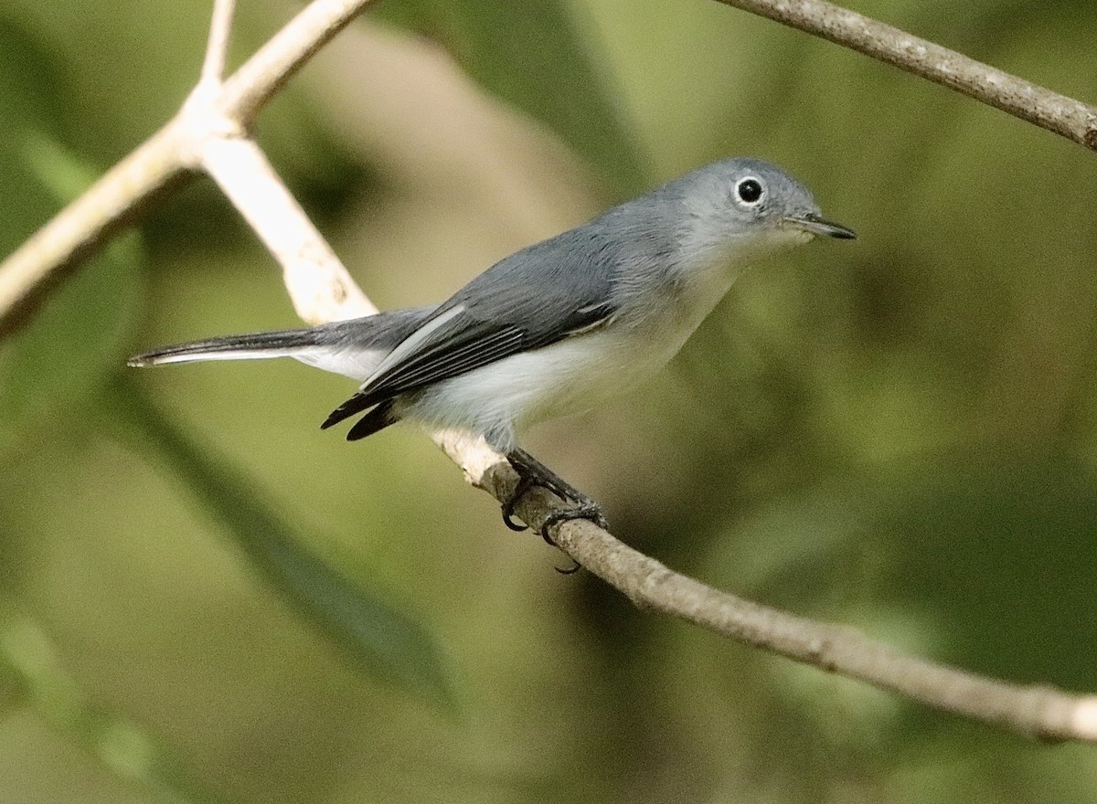 Blue-gray Gnatcatcher - ML647151930