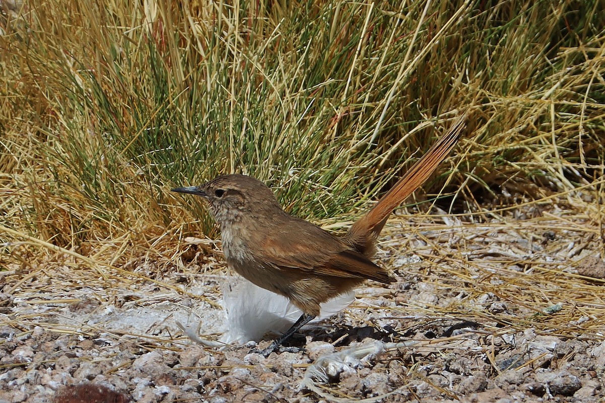 Cordilleran Canastero - ML647151942