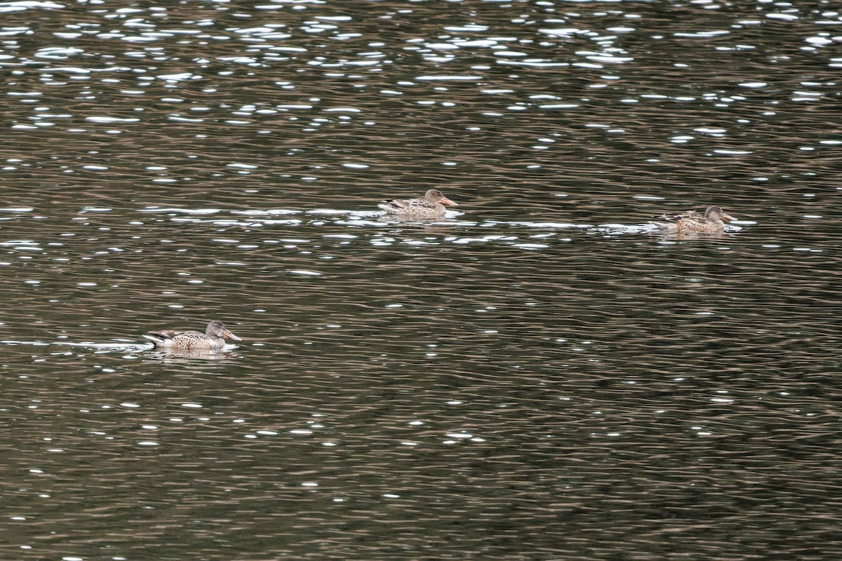 Cuchara Común - ML647151959