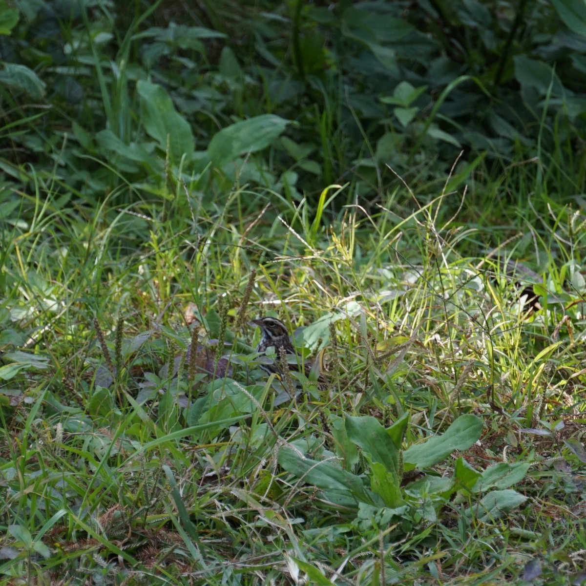 strnadec luční - ML647151964