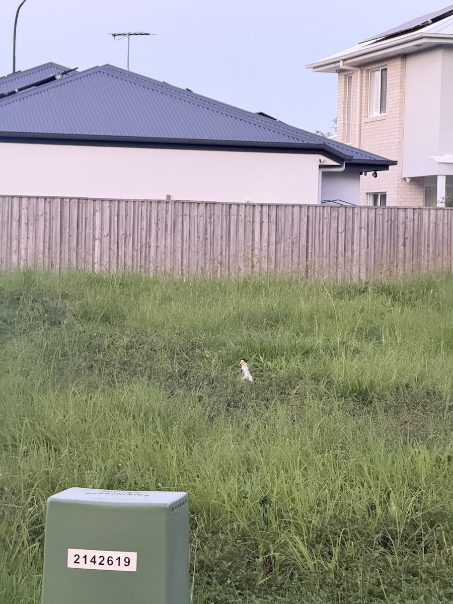 Masked Lapwing - ML647151967