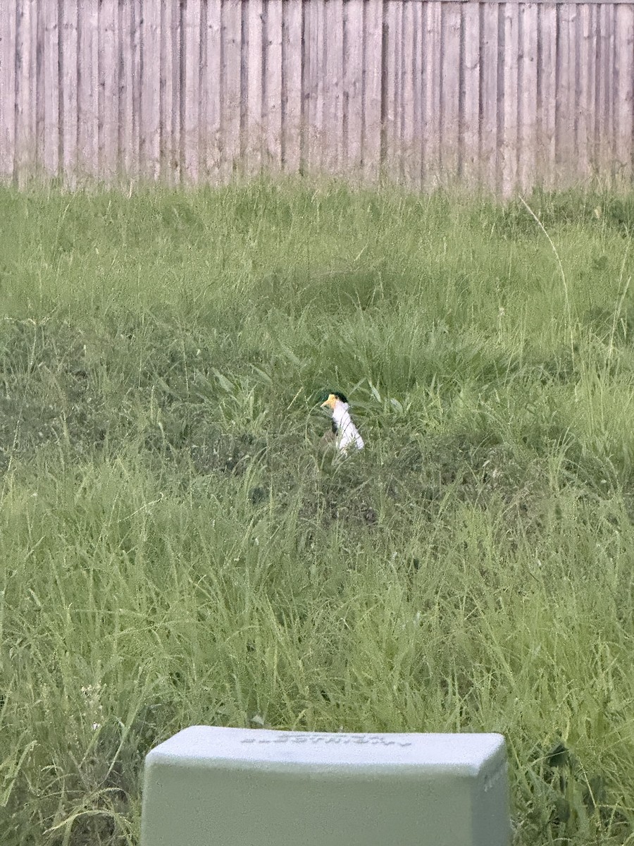 Masked Lapwing - ML647151968