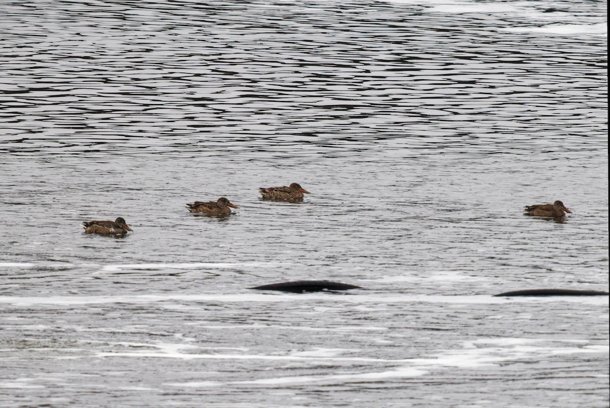 Cuchara Común - ML647151969