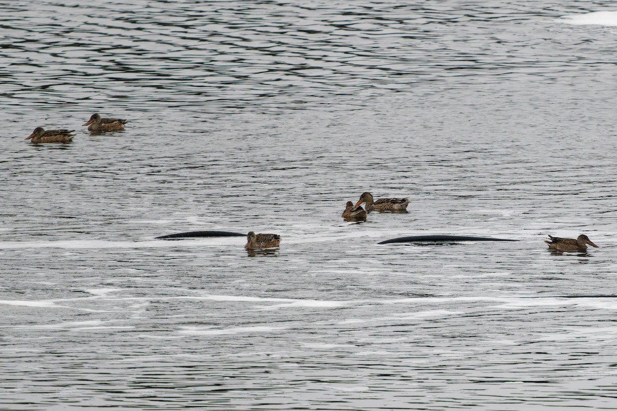 Cuchara Común - ML647151970