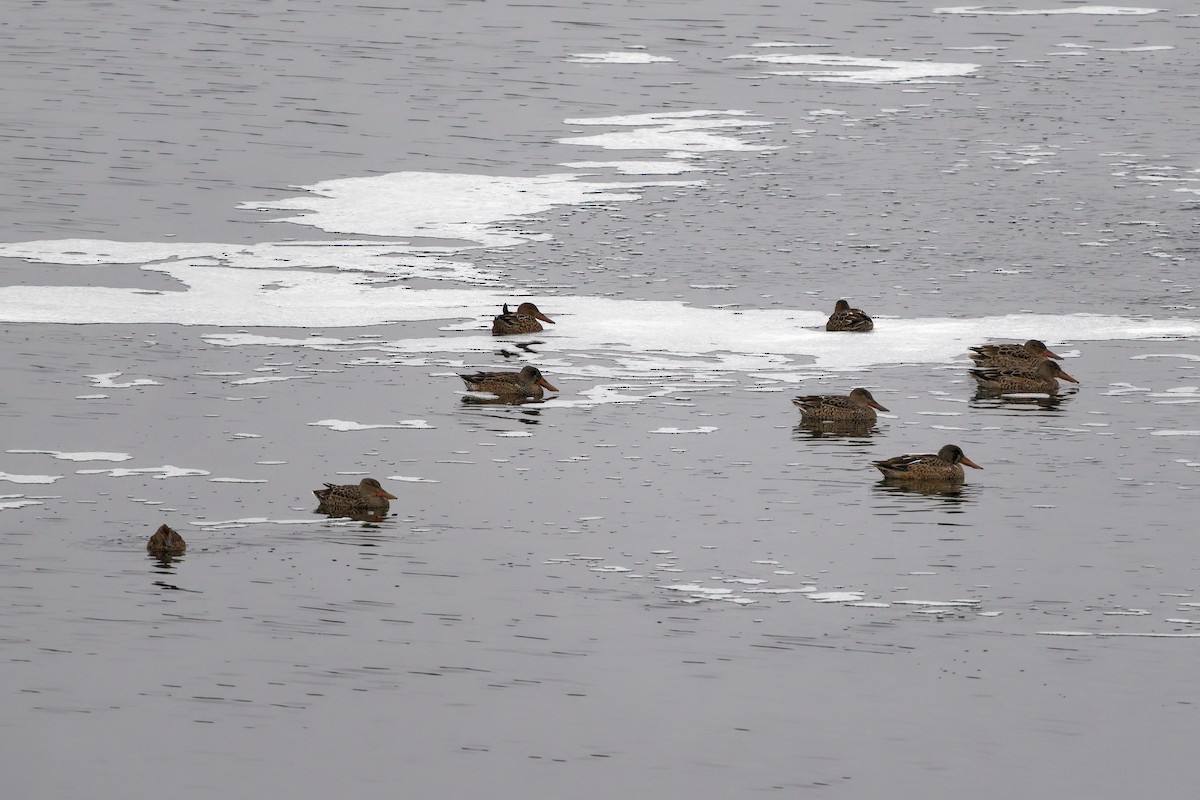 Cuchara Común - ML647151971