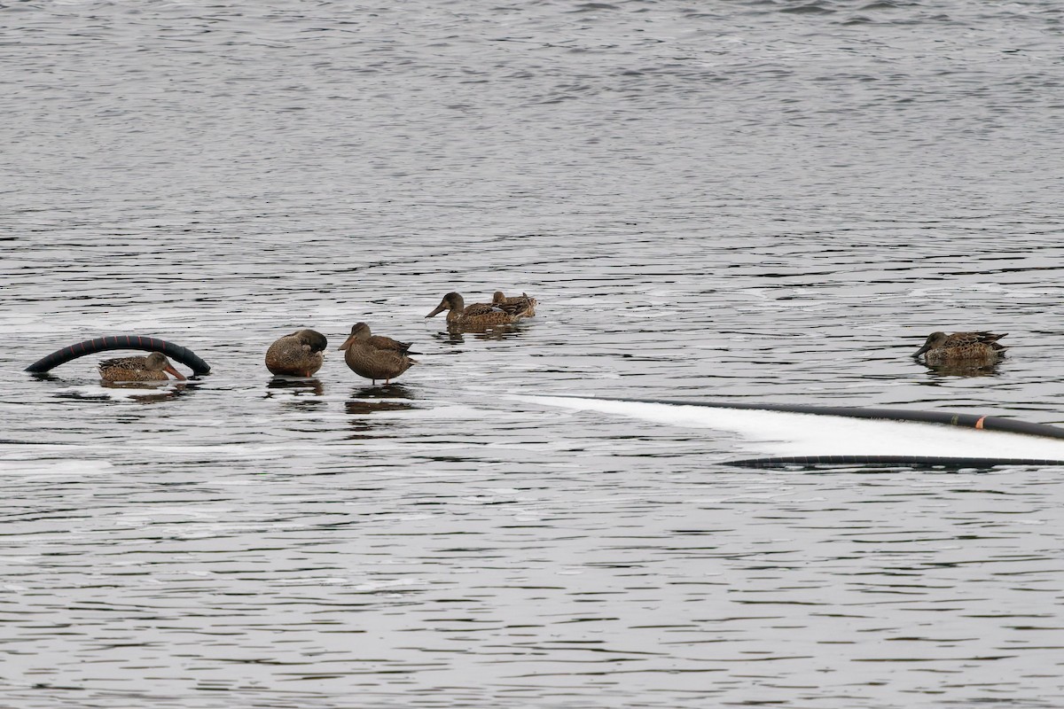 Cuchara Común - ML647151972