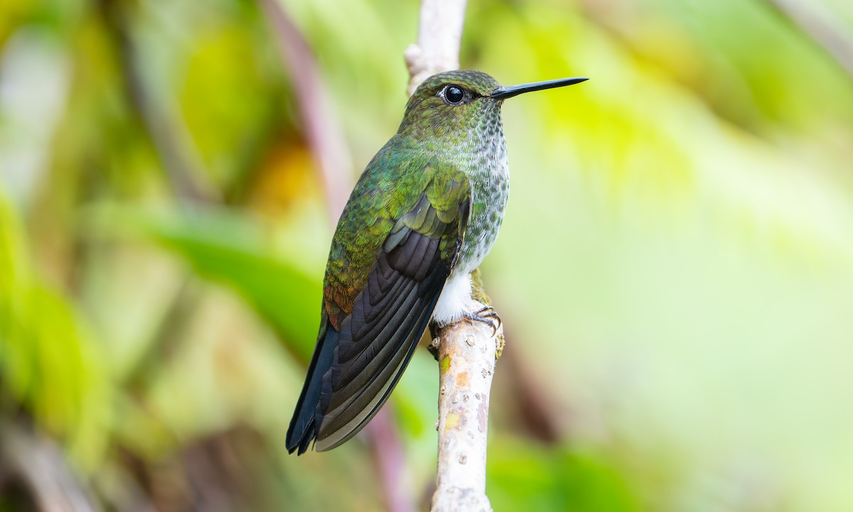 Bakır Rengi Pufayak - ML647151991