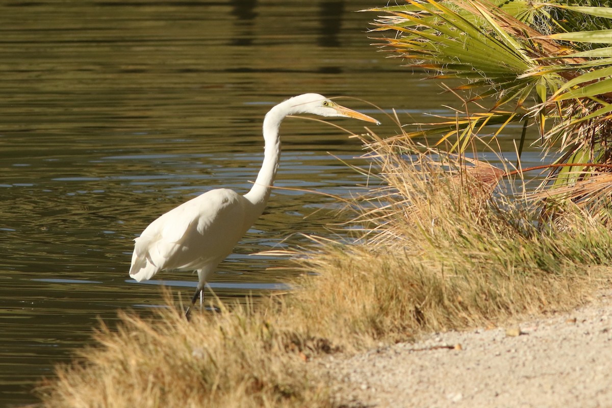 Большая белая цапля - ML647151992