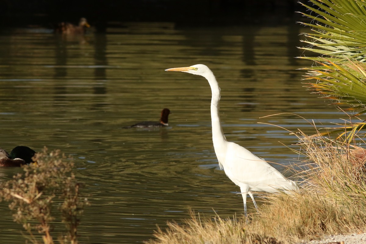 Большая белая цапля - ML647151993