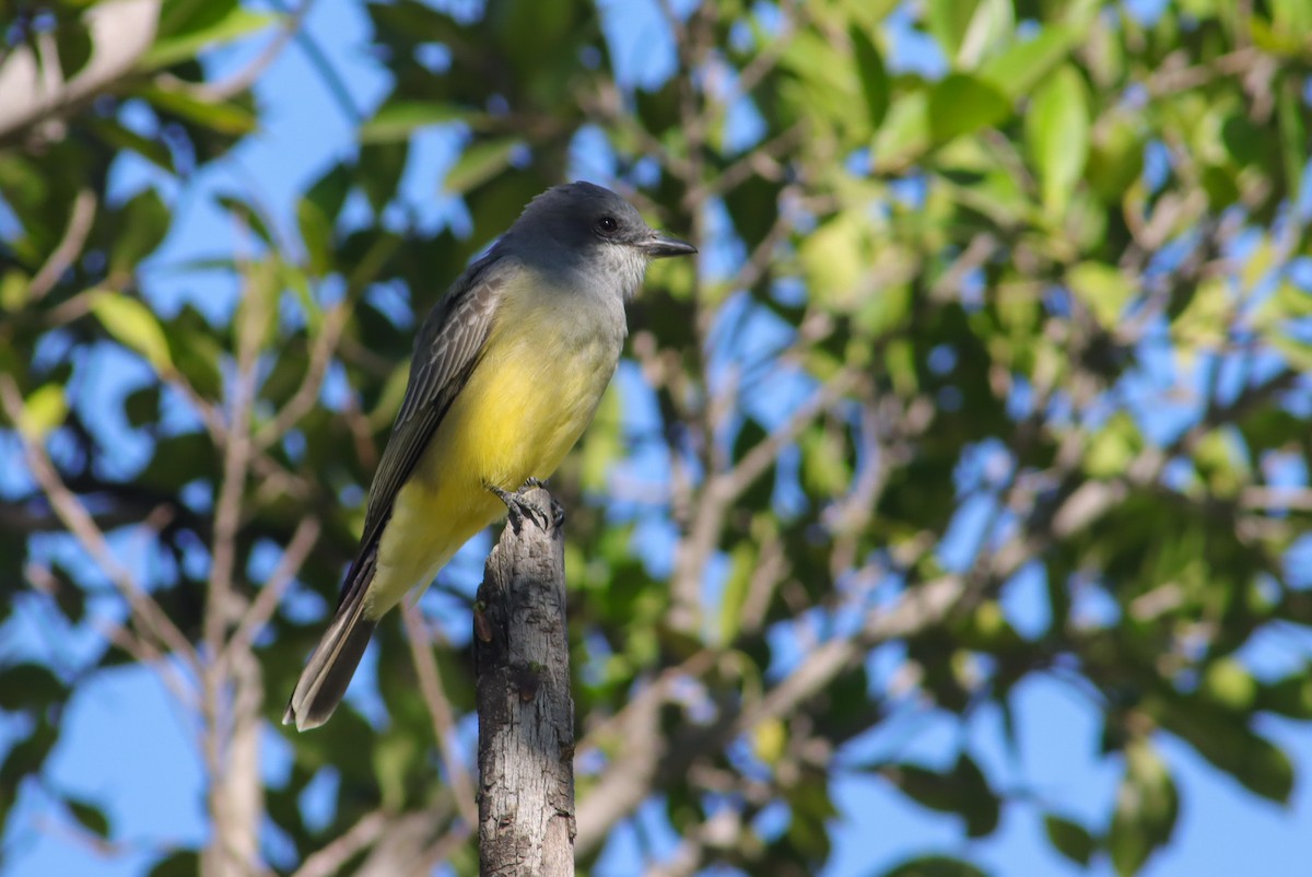 Cassin's Kingbird - ML647151995
