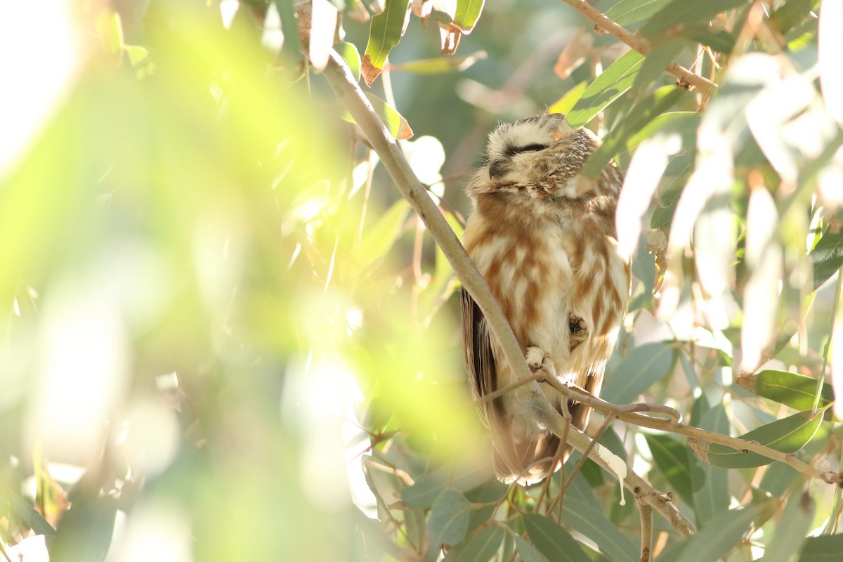 Североамериканский сыч - ML647152000