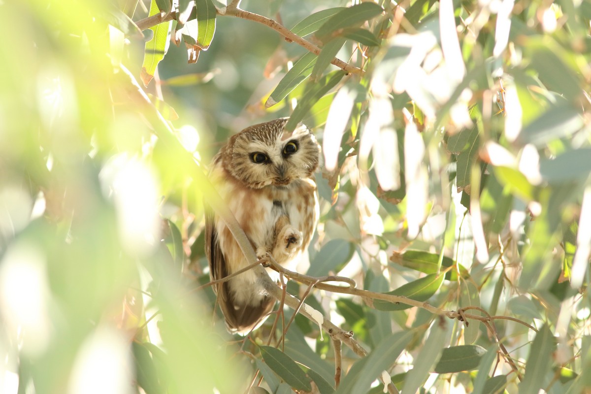Североамериканский сыч - ML647152002