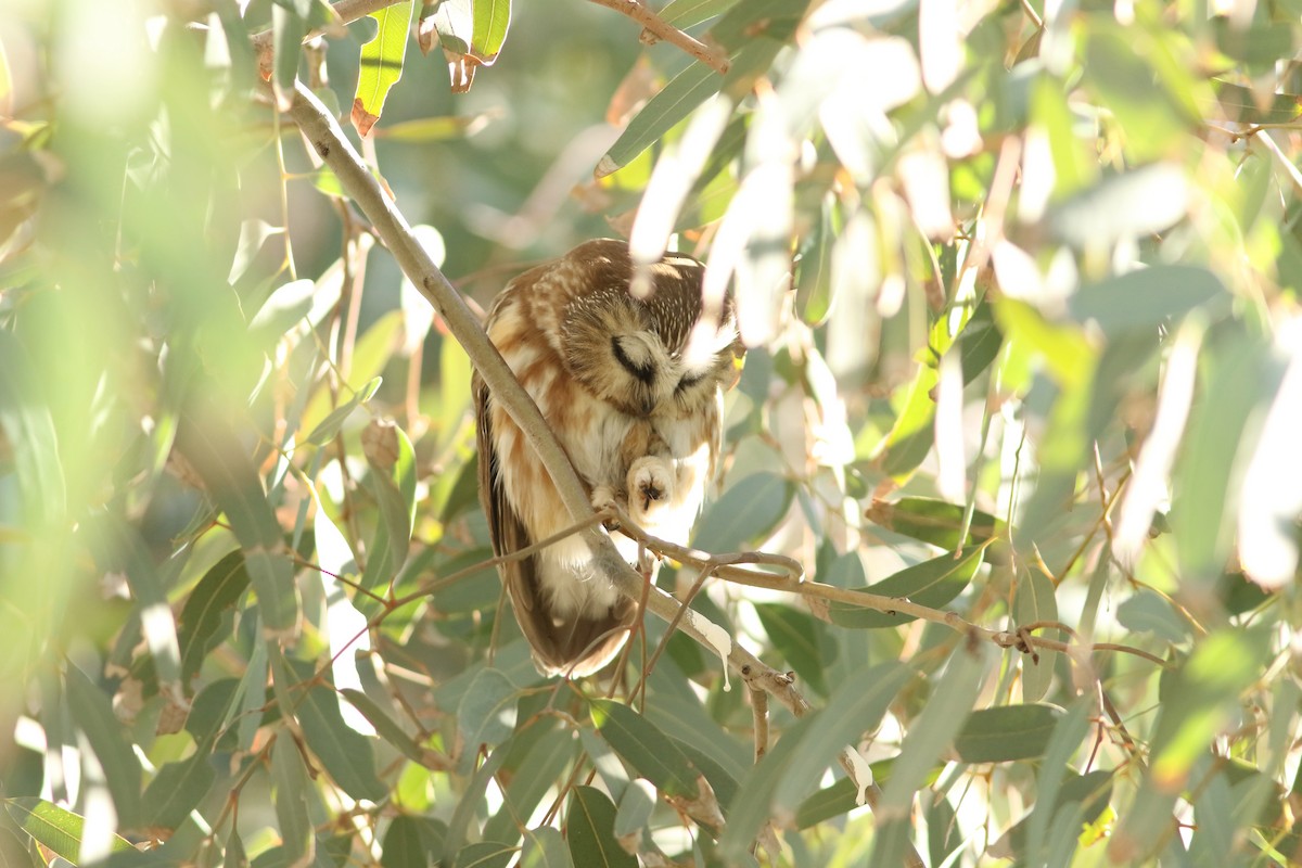 Североамериканский сыч - ML647152003