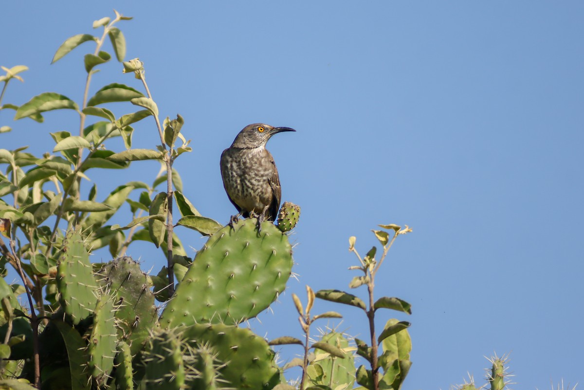 Curve-billed Thrasher - ML647152032