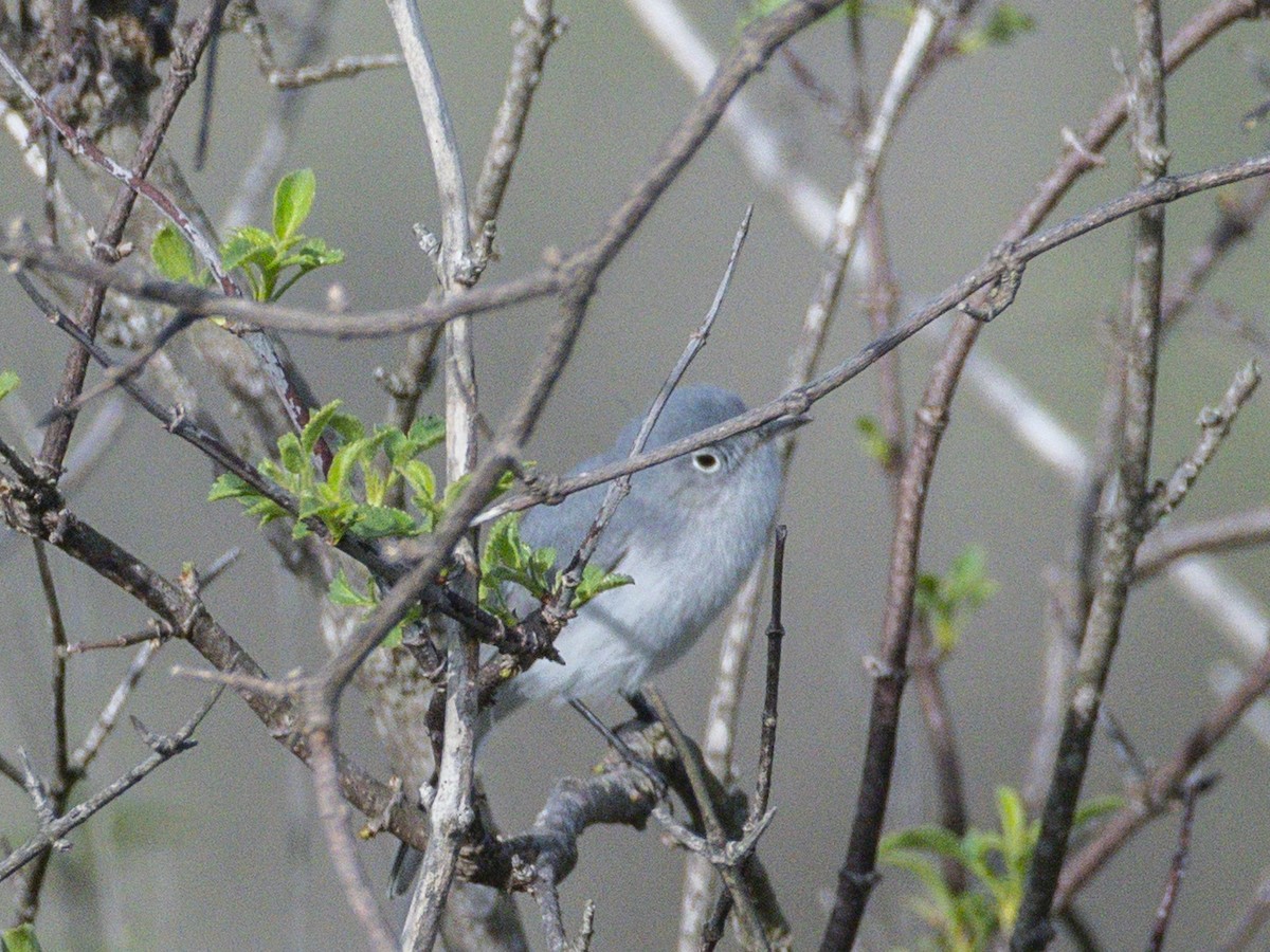 Blue-gray Gnatcatcher - ML647152034