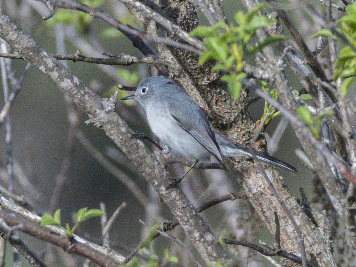 Blue-gray Gnatcatcher - ML647152035