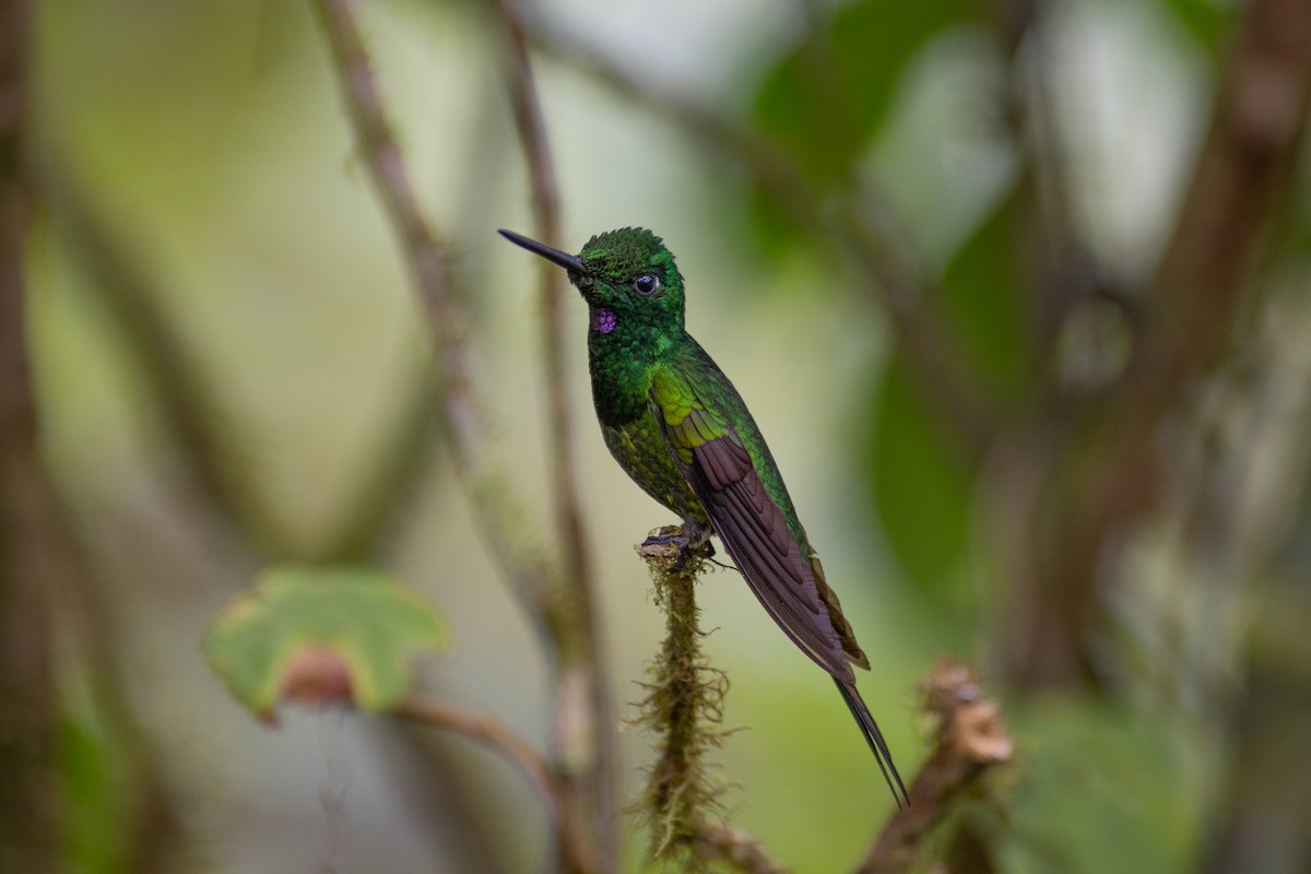 Empress Brilliant - ML647152036